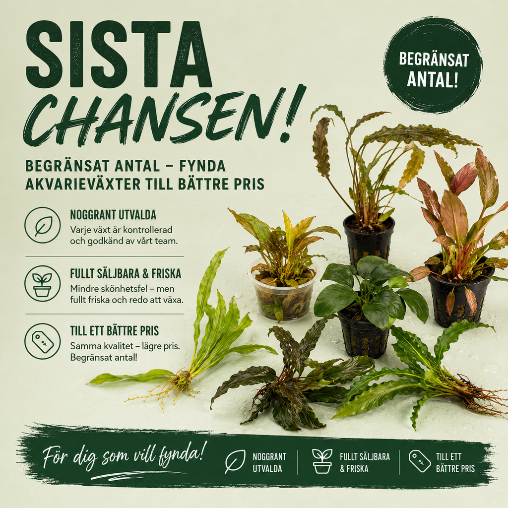 Sista Chansen – Akvarieväxter till fyndpris