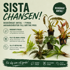 Sista Chansen – Akvarieväxter till fyndpris