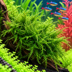 Spiky Moss In Vitro – Taxiphyllum sp.