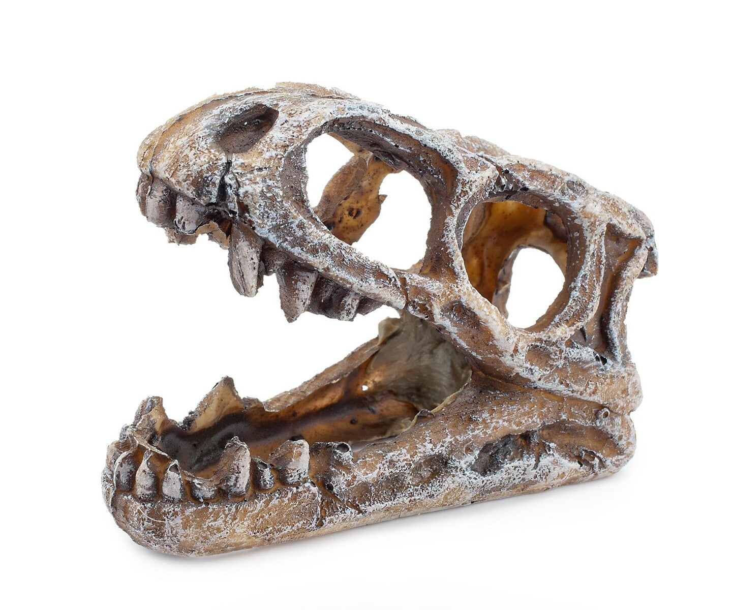 Dinosaurieskalle 10 cm – Dekoration för akvarium & terrarium