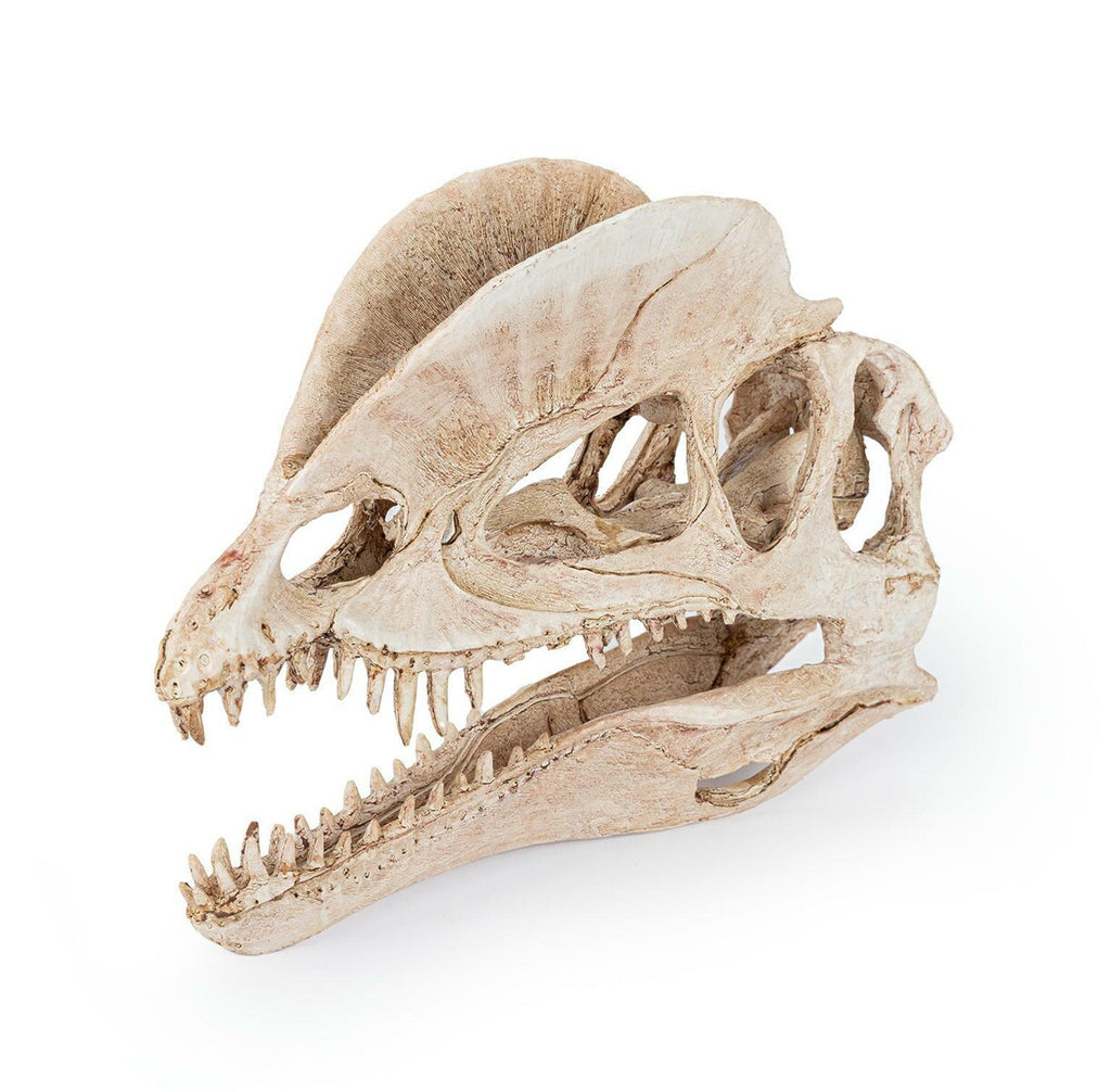 Dinosaurieskalle 19 cm – Akvarie- och Terrariedekoration i Polyester Resin