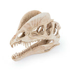Dinosaurieskalle 19 cm – Akvarie- och Terrariedekoration i Polyester Resin