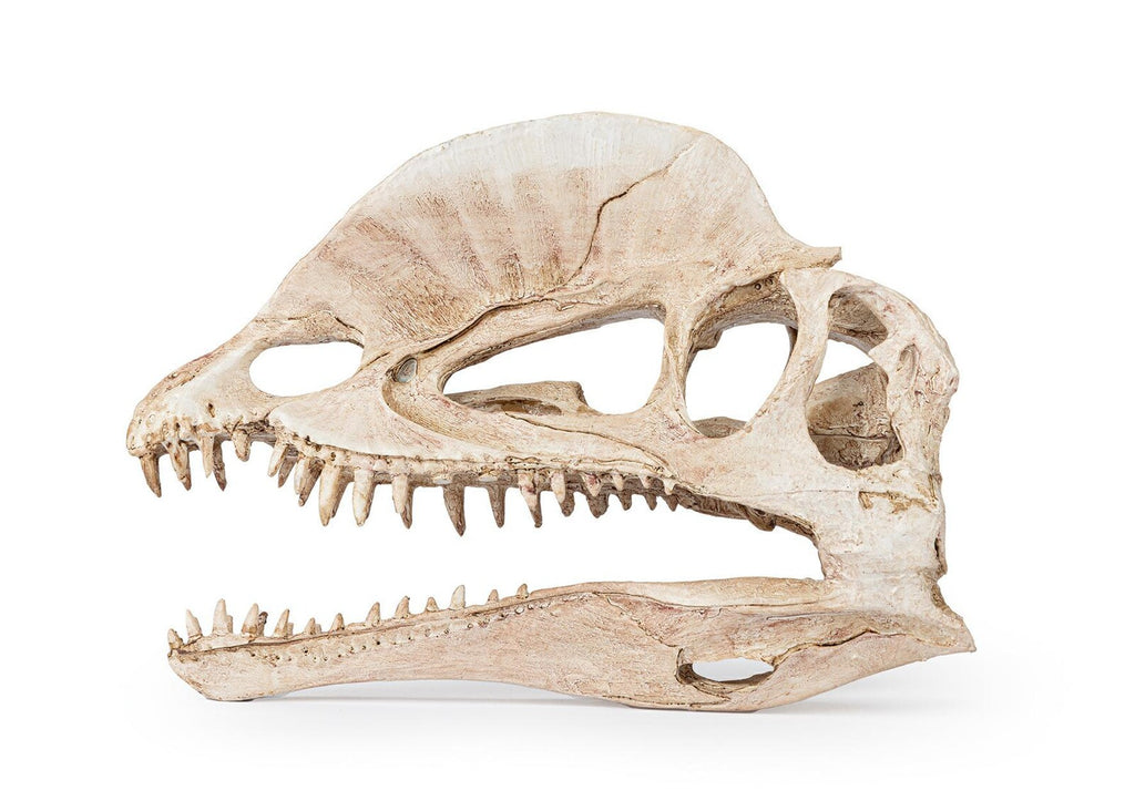 Dinosaurieskalle 19 cm – Akvarie- och Terrariedekoration i Polyester Resin