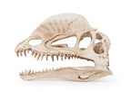 Dinosaurieskalle 19 cm – Akvarie- och Terrariedekoration i Polyester Resin