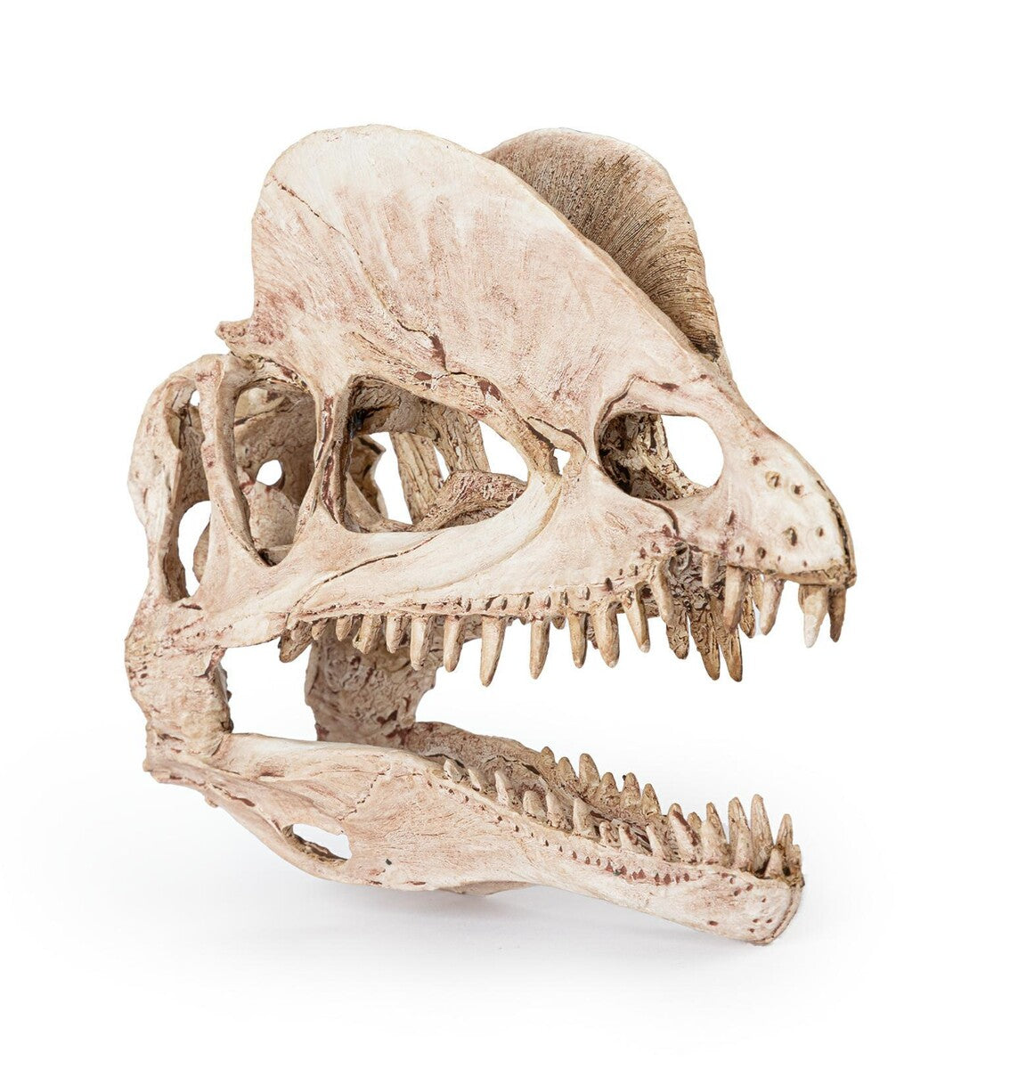Dinosaurieskalle 19 cm – Akvarie- och Terrariedekoration i Polyester Resin