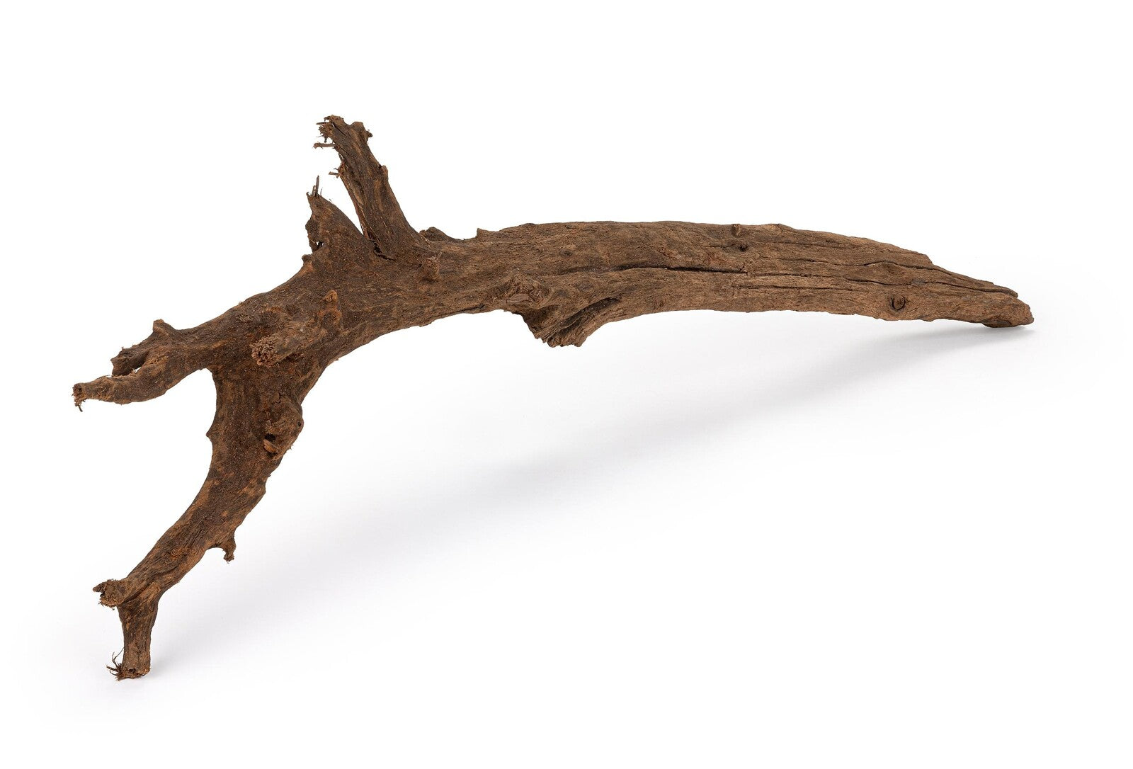 Mangrove Branch M 50–70 cm – Naturlig mangrovegren för akvarium och terrarium