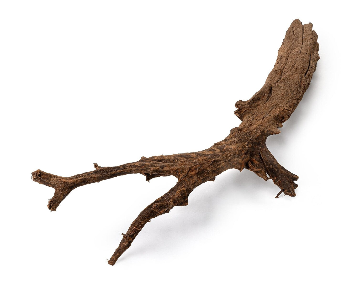 Mangroverot Gren L 70–90 cm – Naturlig inredning till akvarium