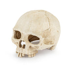 Skalle 15 cm – Akvarie- och Terrariedekoration i Polyester Resin
