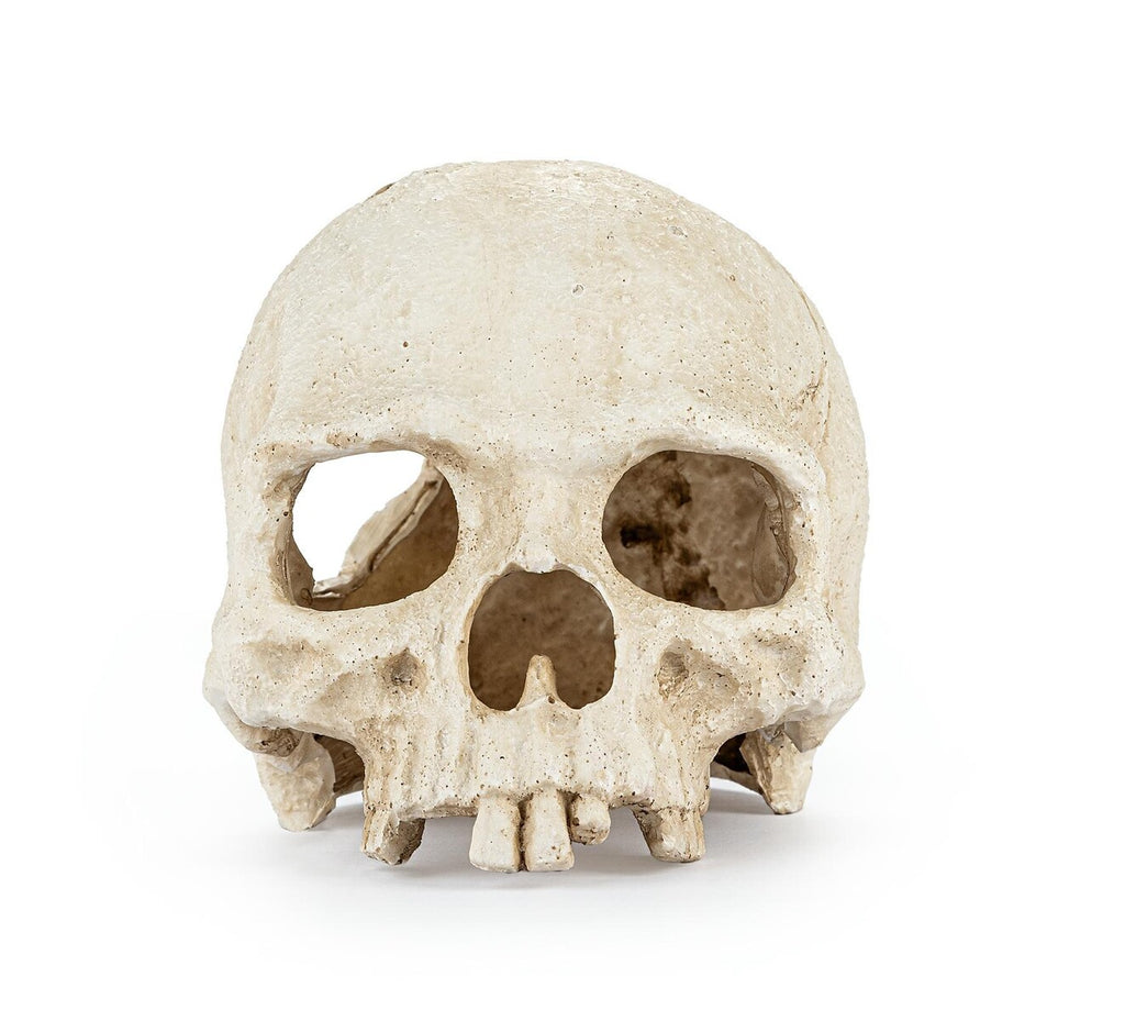 Skalle 15 cm – Akvarie- och Terrariedekoration i Polyester Resin