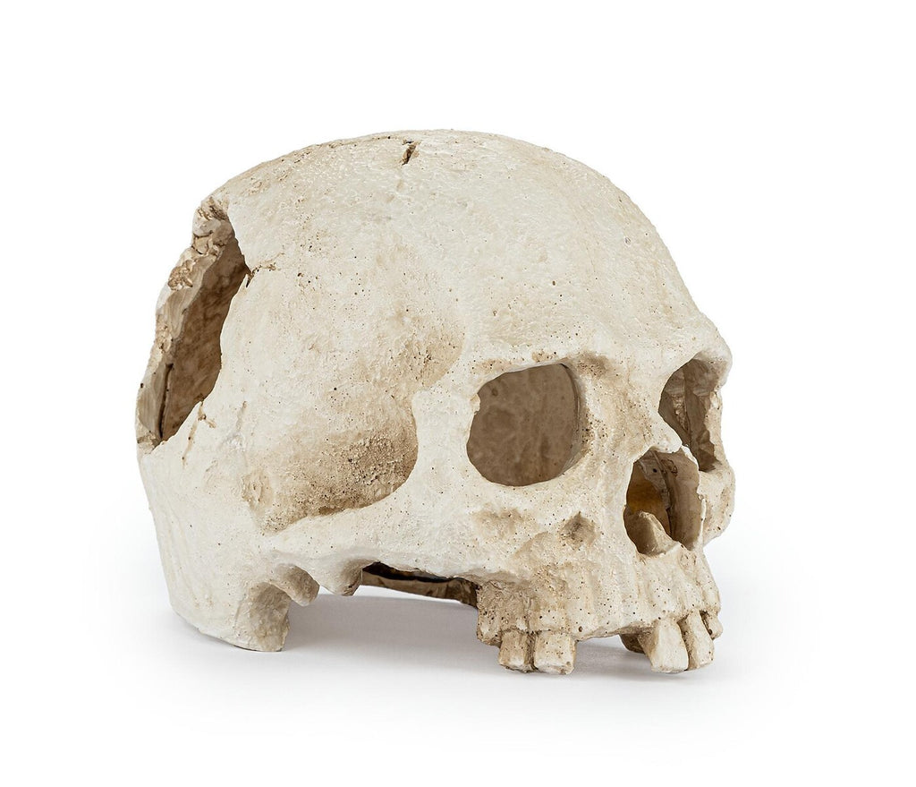 Skalle 15 cm – Akvarie- och Terrariedekoration i Polyester Resin